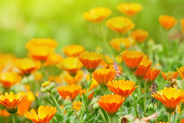 Měsíček lékařský Dermatokosmetika.cz