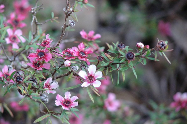 Balmín metlatý – Manuka